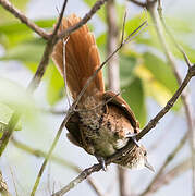 Chestnut-backed Thornbird