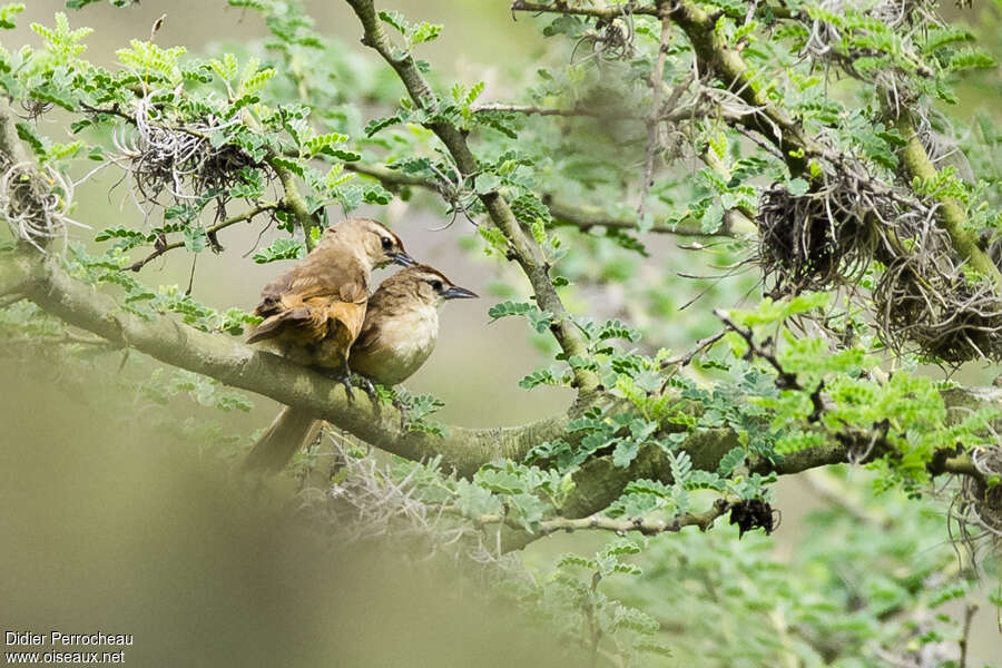 Rufous-fronted Thornbirdadult, habitat, Behaviour