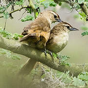 Rufous-fronted Thornbird