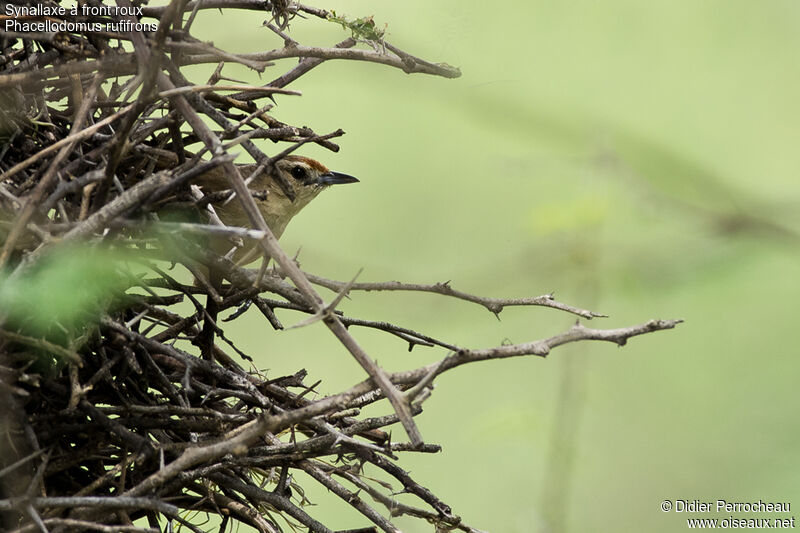Rufous-fronted Thornbird