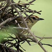 Rufous-fronted Thornbird