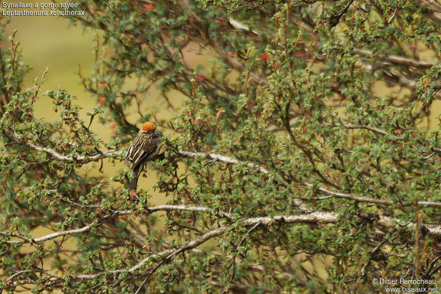 White-browed Tit-Spinetail