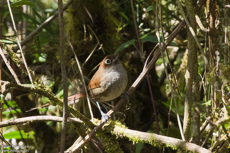 Eye-ringed Thistletail