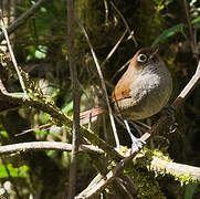 Eye-ringed Thistletail