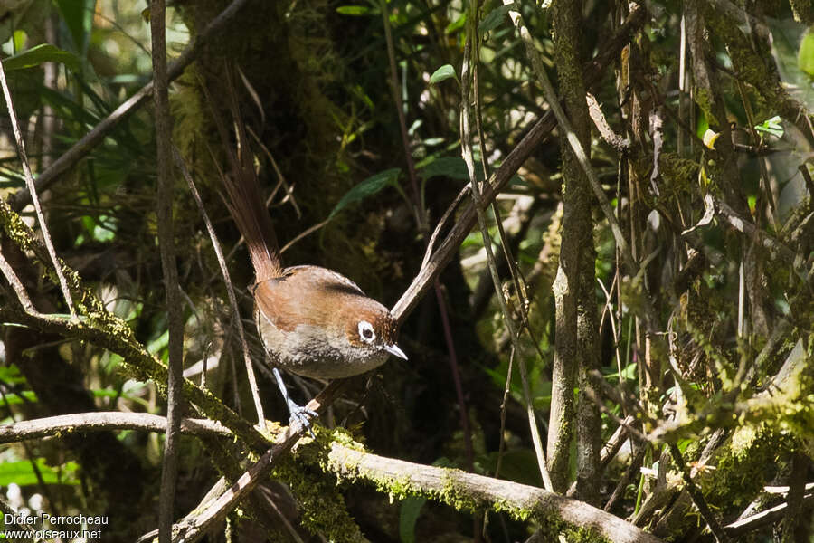 Eye-ringed Thistletail