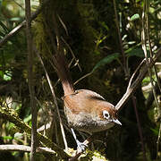 Eye-ringed Thistletail