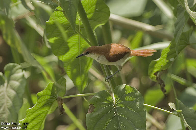 Red-and-white Spinetail