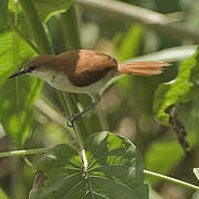 Red-and-white Spinetail