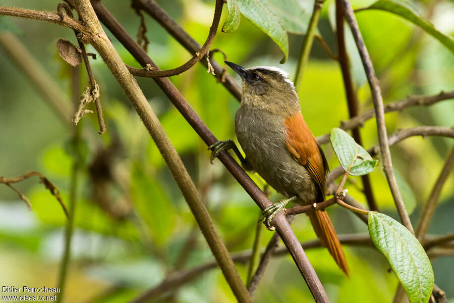 Marcapata Spinetailadult