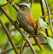 Marcapata Spinetail