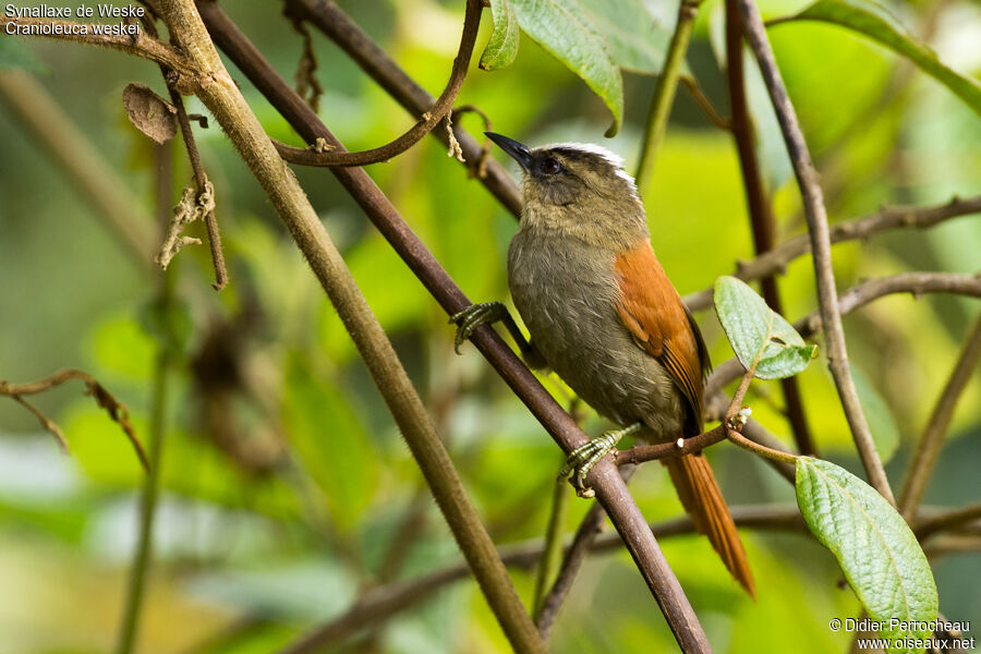 Synallaxe de Weskeadulte
