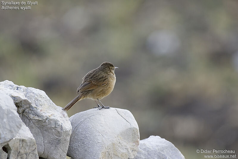 Streak-backed Canastero, identification