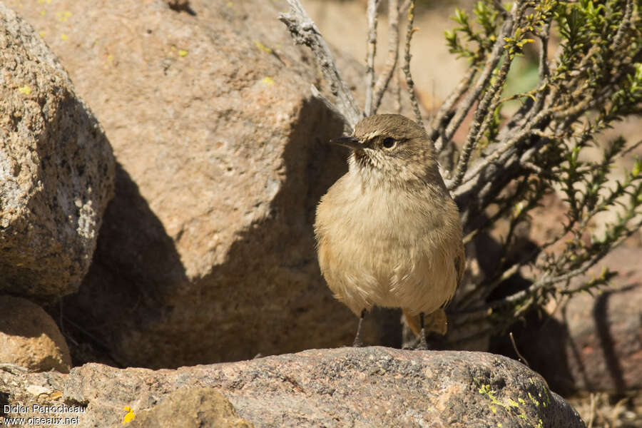 Cordilleran Canastero, close-up portrait