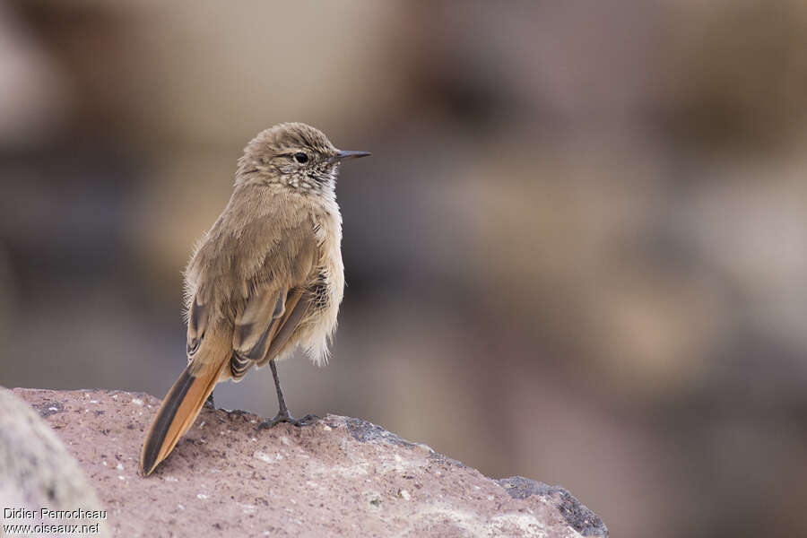 Cordilleran Canastero, habitat, pigmentation