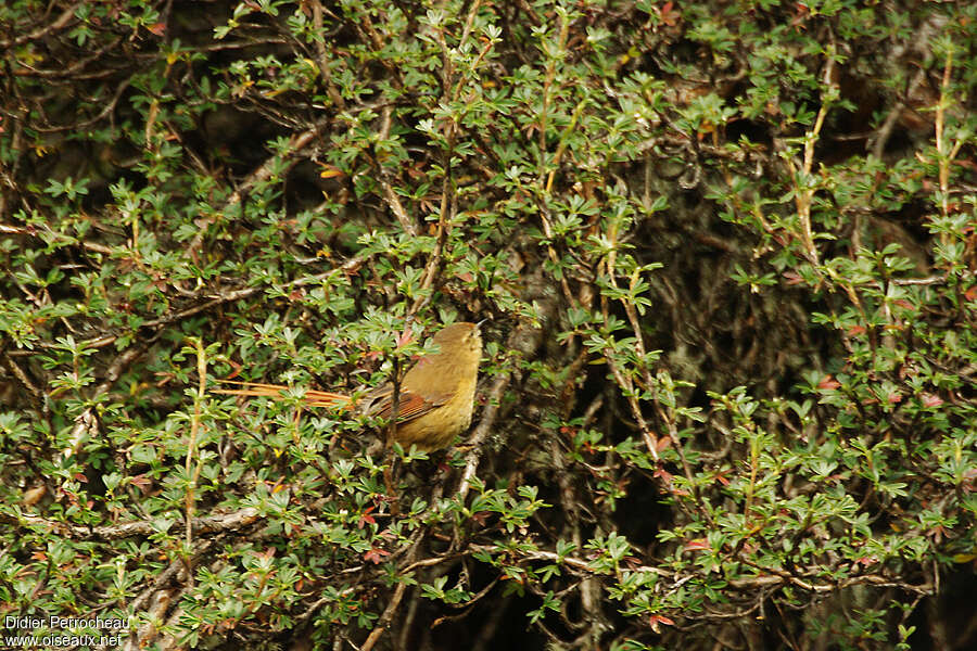 Tawny Tit-Spinetail, habitat, pigmentation