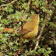 Tawny Tit-Spinetail