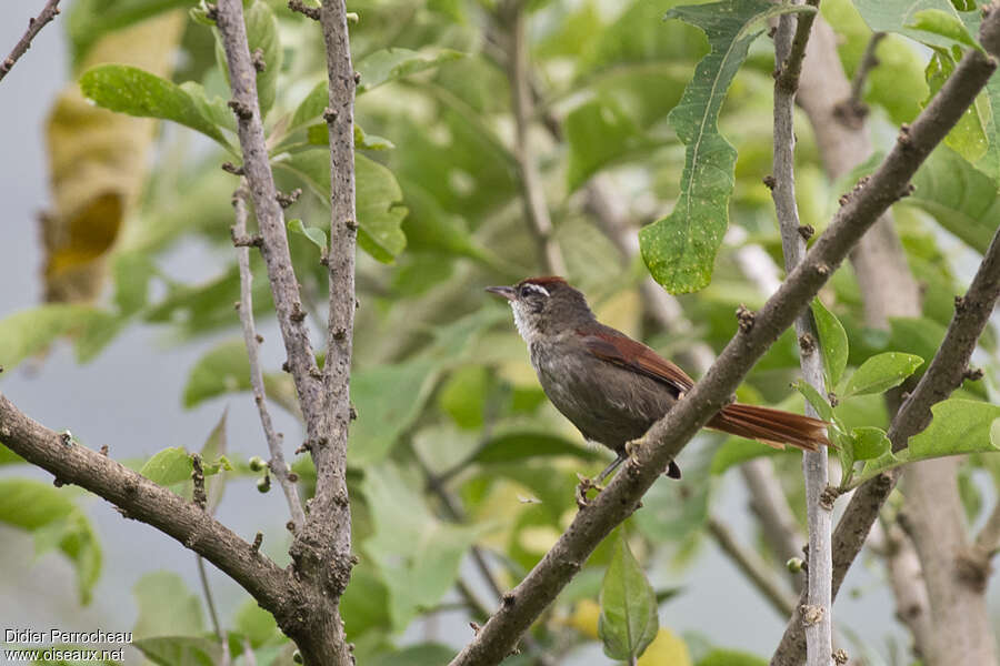 Line-cheeked Spinetailadult, identification