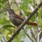 Line-cheeked Spinetail