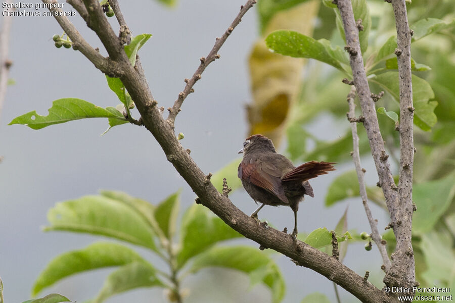 Line-cheeked Spinetail