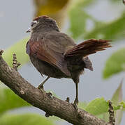 Line-cheeked Spinetail