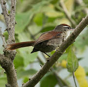 Line-cheeked Spinetail