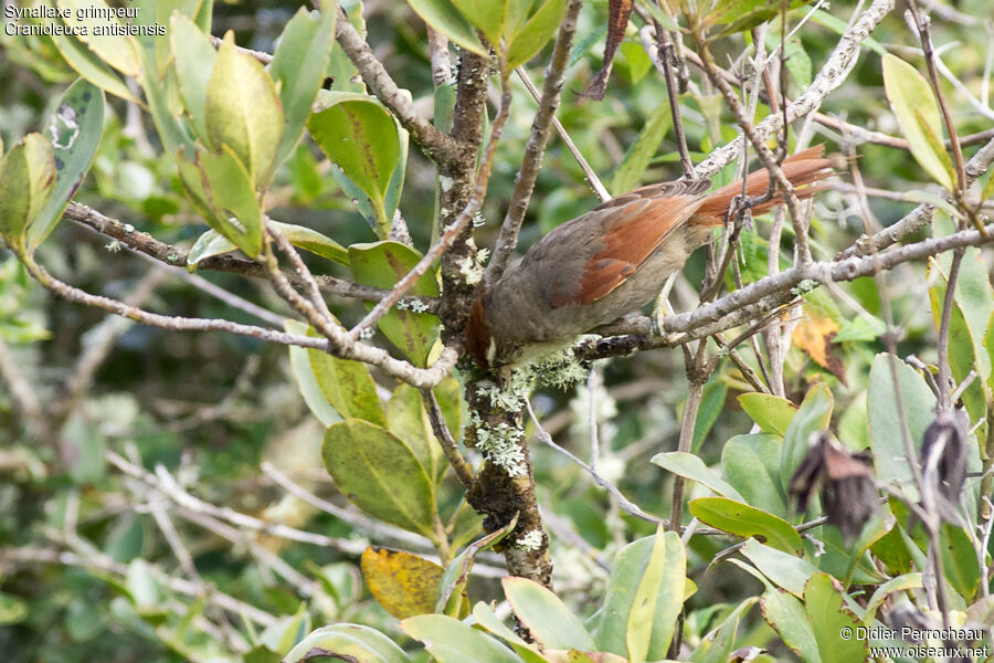 Line-cheeked Spinetail