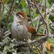 Line-cheeked Spinetail