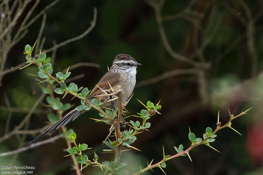 Plain-mantled Tit-Spinetailadult, identification