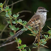 Plain-mantled Tit-Spinetail