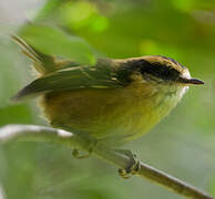 Thorn-tailed Rayadito