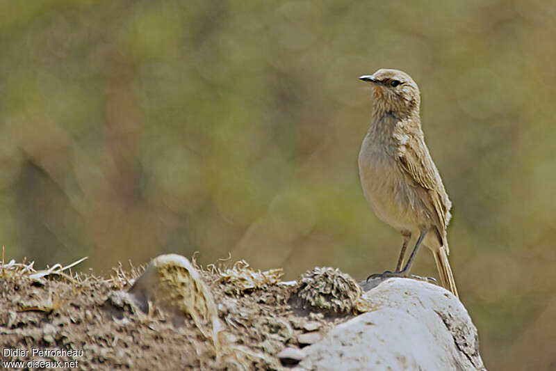 Streak-throated Canasteroadult, identification