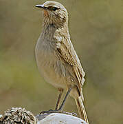 Streak-throated Canastero