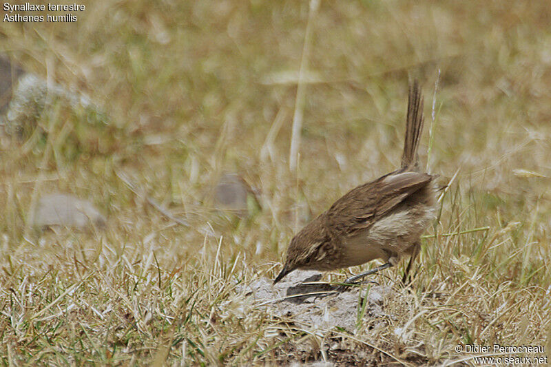 Streak-throated Canastero