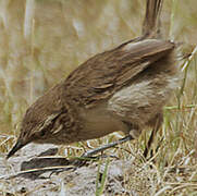 Streak-throated Canastero