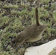 Streak-throated Canastero