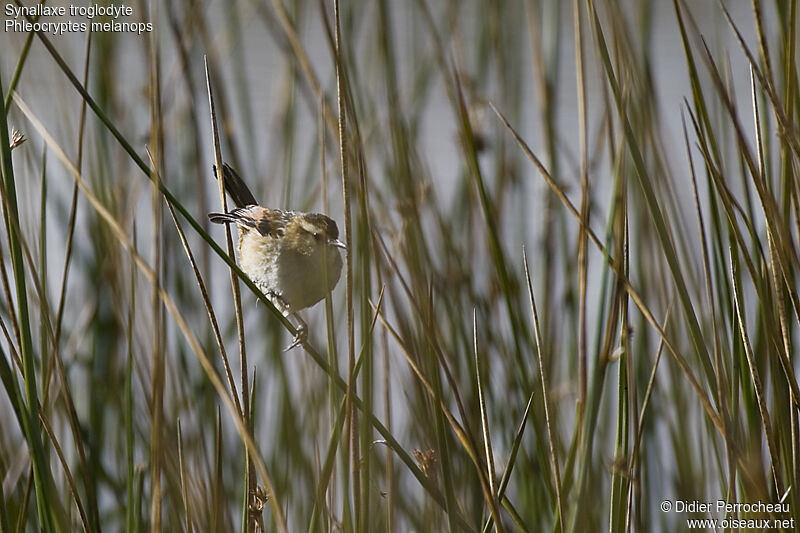 Wren-like Rushbird