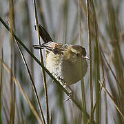 Wren-like Rushbird