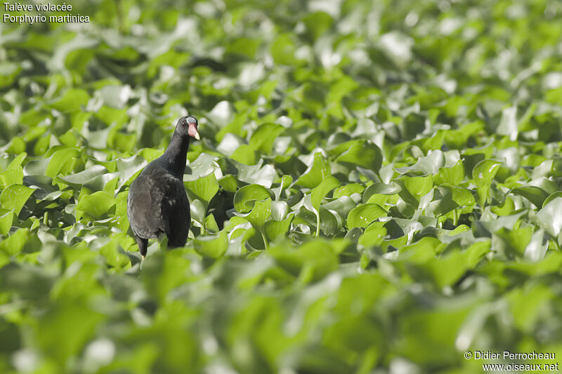 Purple Gallinule