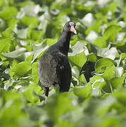 Purple Gallinule