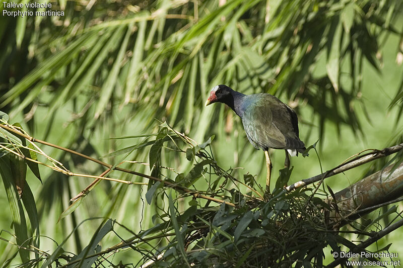 Purple Gallinule