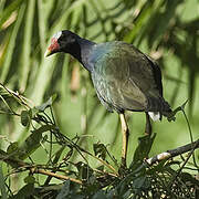 Purple Gallinule