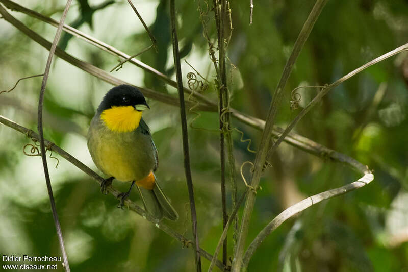 Yellow-throated Tanageradult, close-up portrait