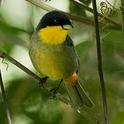 Yellow-throated Tanager