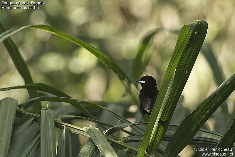 Silver-beaked Tanager