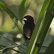 Silver-beaked Tanager