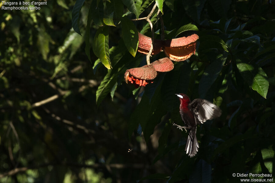 Silver-beaked Tanager