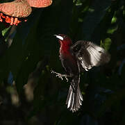 Silver-beaked Tanager