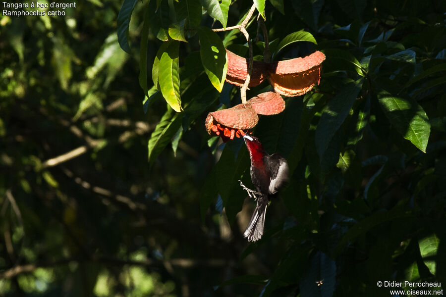 Silver-beaked Tanager