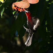 Silver-beaked Tanager