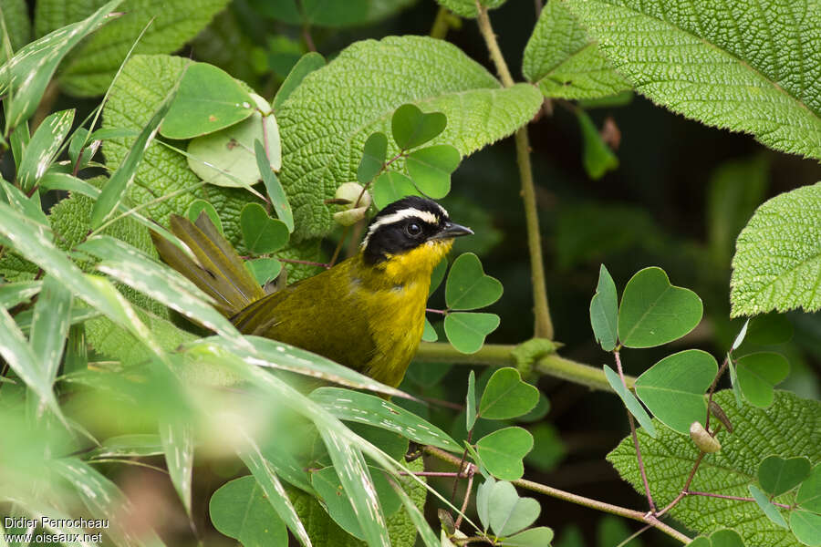 Black-capped Hemispingusadult